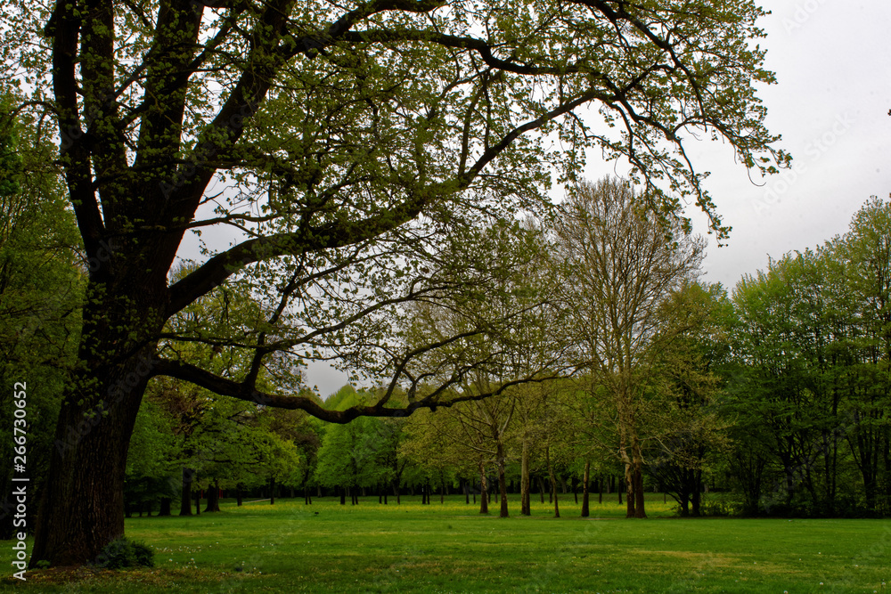 Fototapeta premium beautiful colors of nature in the spring Park