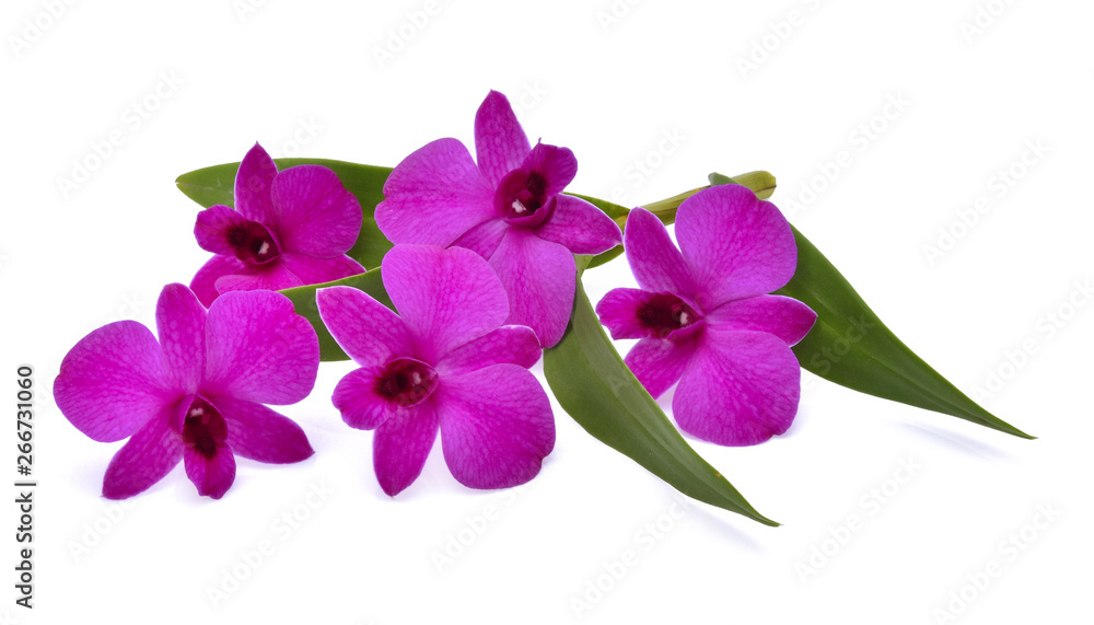 Obraz premium beautiful purple Phalaenopsis orchid flowers, isolated on white background