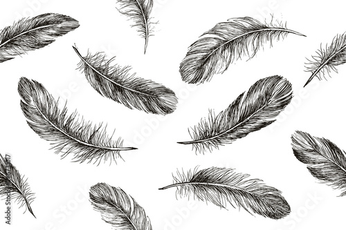 Hand drawn feathers on white background