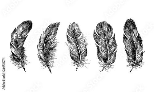 Hand drawn feathers on white background