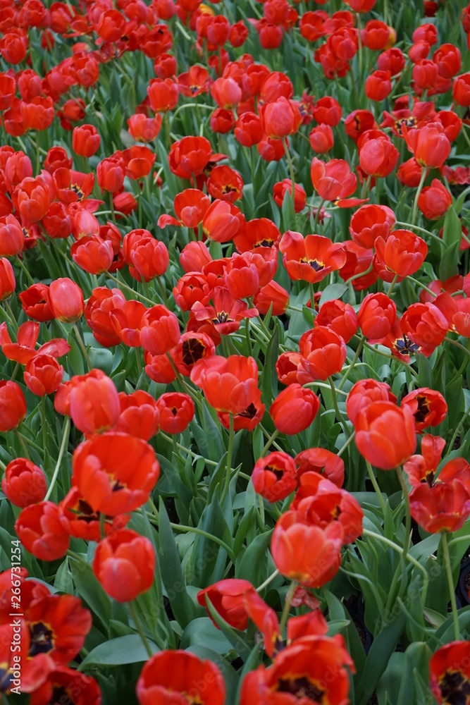 Fototapeta premium Tulip