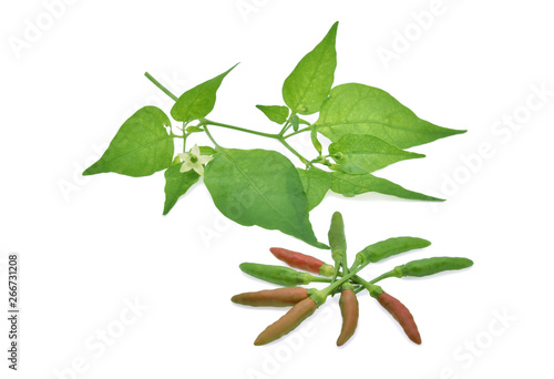 Hot chili thai and leaf on isolated white background