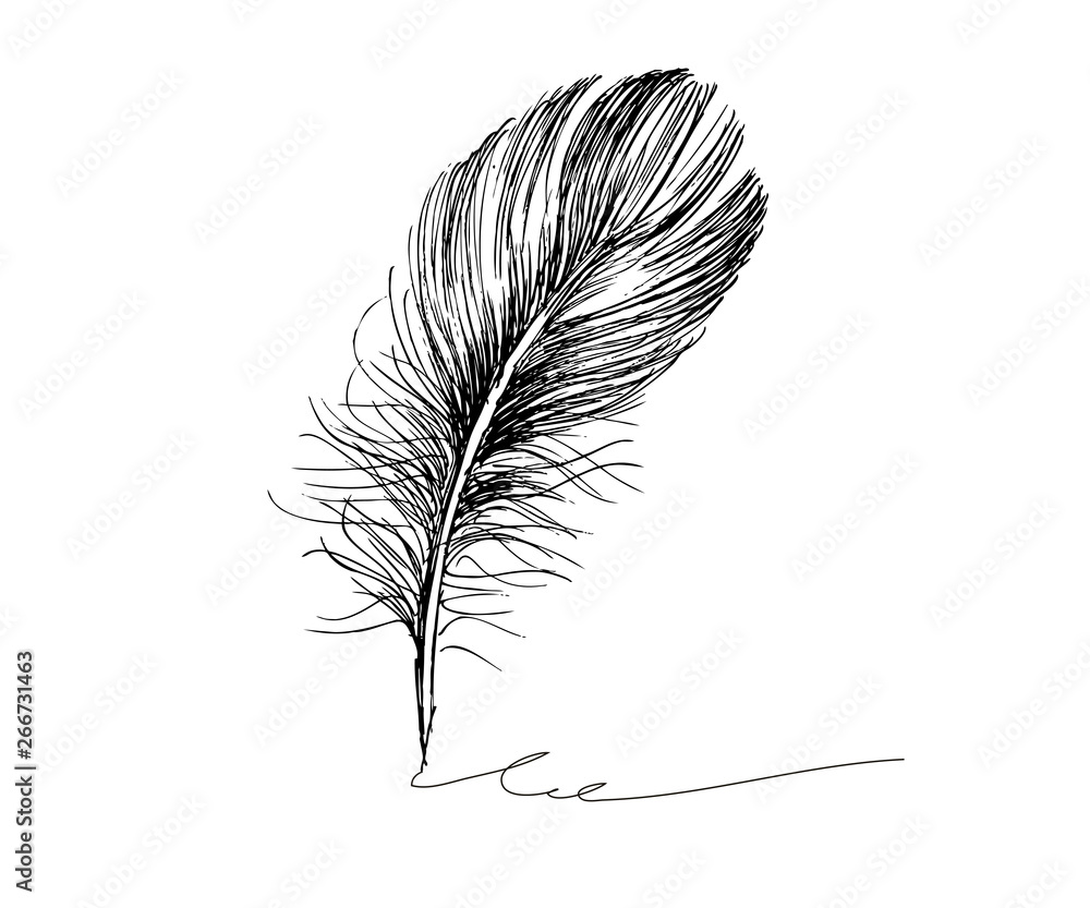 Obraz premium Hand drawn feathers on white background