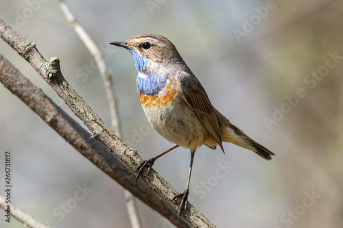 The bluethroat on the branch in sunshine