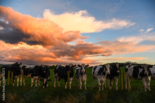 Cows under stormy sky