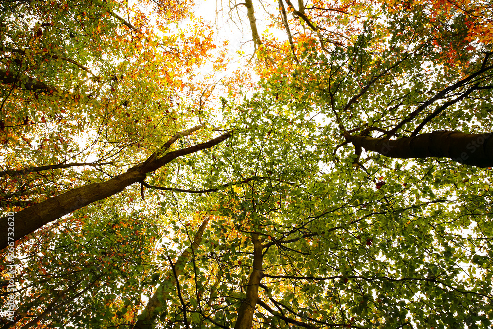 Autumn tree canopies changing colour viewed from below