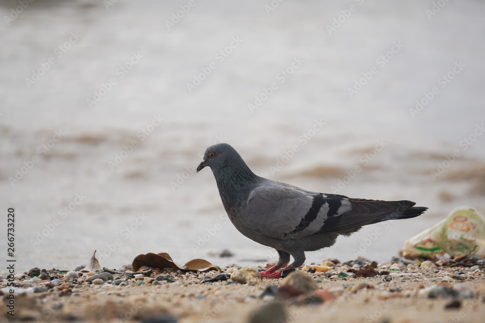 Dove bird and dirty environment garbage Dove bird and dirty environment garbage