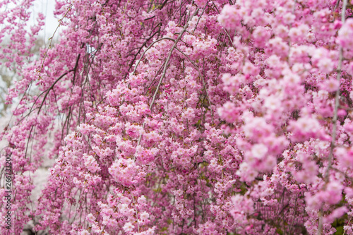 background with cherry blossom flowers