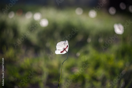 White poppies in field. Natural wildflowers.