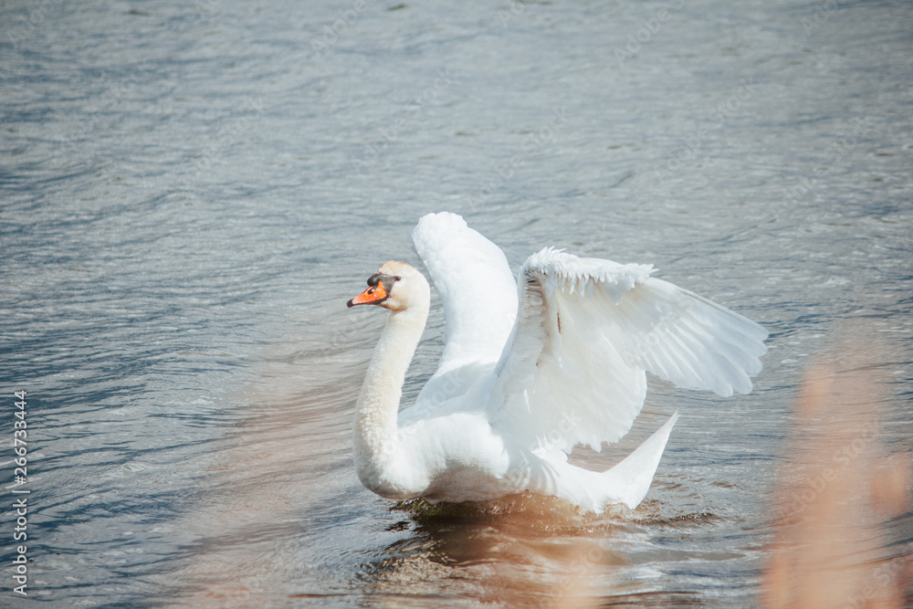 Fototapeta premium Swan