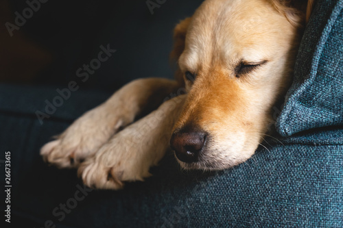 Bild auf Leinwand Tired New Breed Golden doodle with beautiful curly golden fur, laying down sleepy and tired on a sofa or couch because of an incoming storm, beautiful and unique dog with a film fade