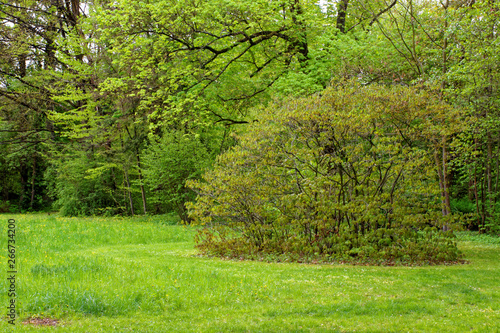 beautiful colors of nature in the spring Park