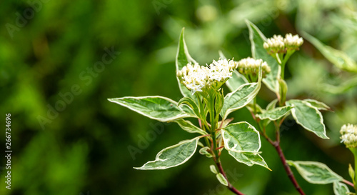 Flowering branch of variegated shrub variegated Cornus alba Elegantissima or Swidina white on blurred dark background. Green leaves with white and red branches in garden. There is a place for text