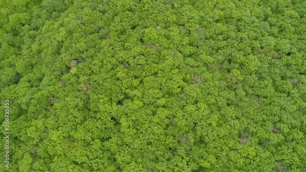 Aerial View of Rotating Forest Aerial View of Rotating Forest