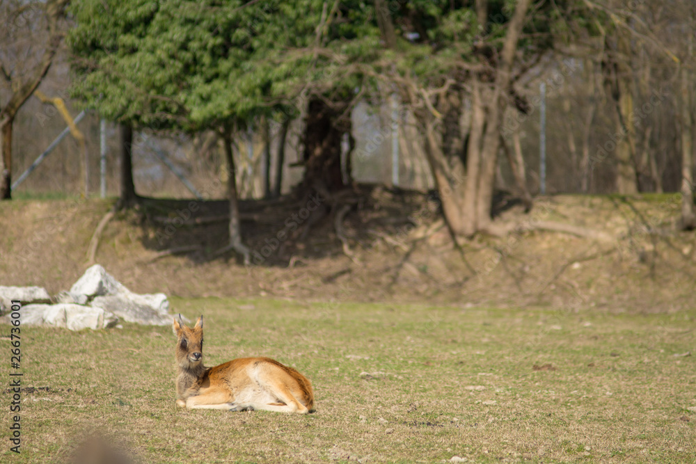 Fototapeta premium visiting the Zoo of Affi, near lake Garda, italian Zoo, nature and wildlife
