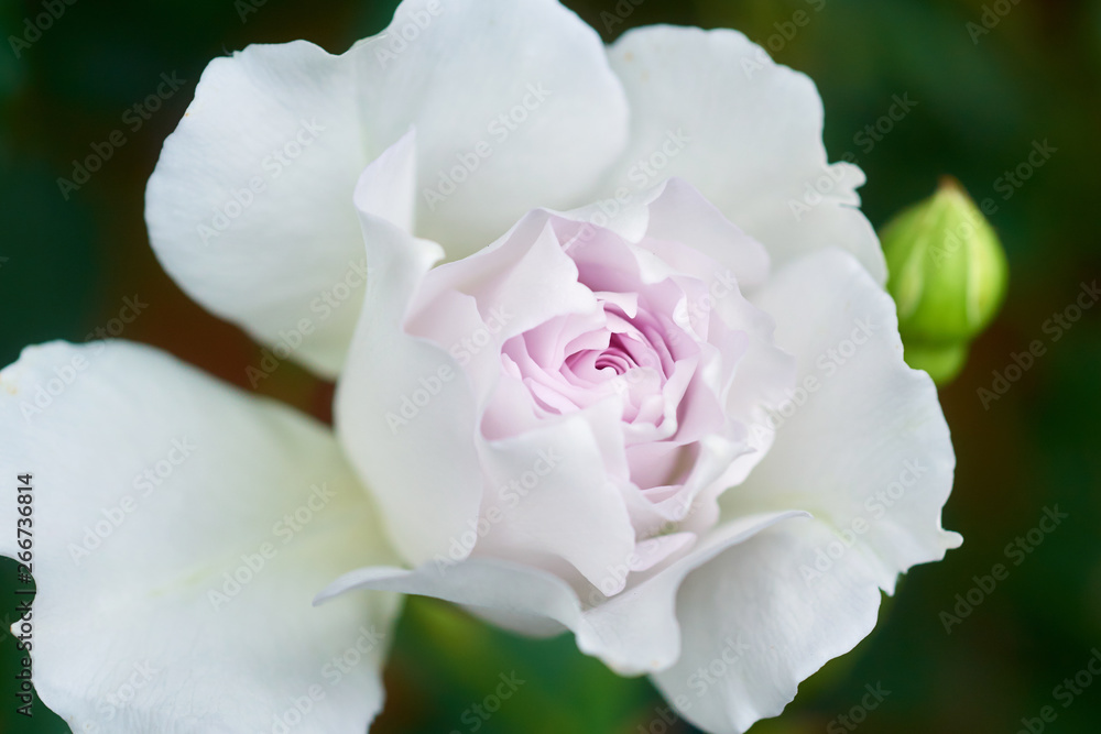 薔薇 ガブリエル 薔薇 ガブリエル
