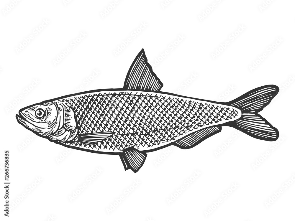 Herring Clupea fish food animal sketch engraving vector illustration. Scratch board style imitation. Black and white hand drawn image.