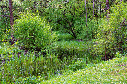 Fototapeta Naklejka Na Ścianę i Meble -  beautiful colors of nature in the spring Park