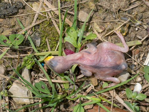 Fallen baby bird, nestling. Naked without feathers. Doomed.