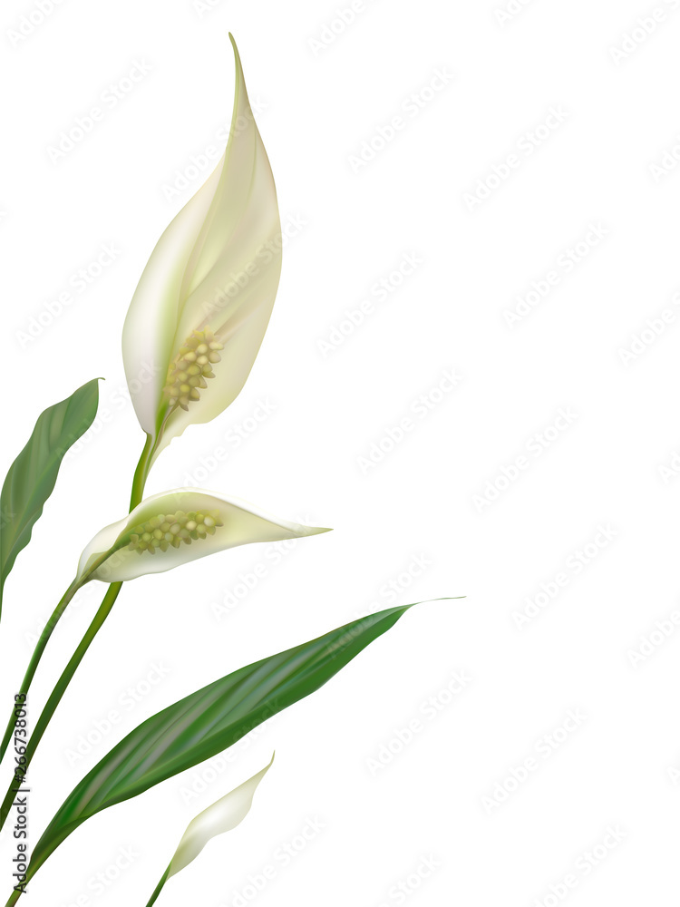 Obraz premium Flowers. Floral background. White flowers. Green leaves.