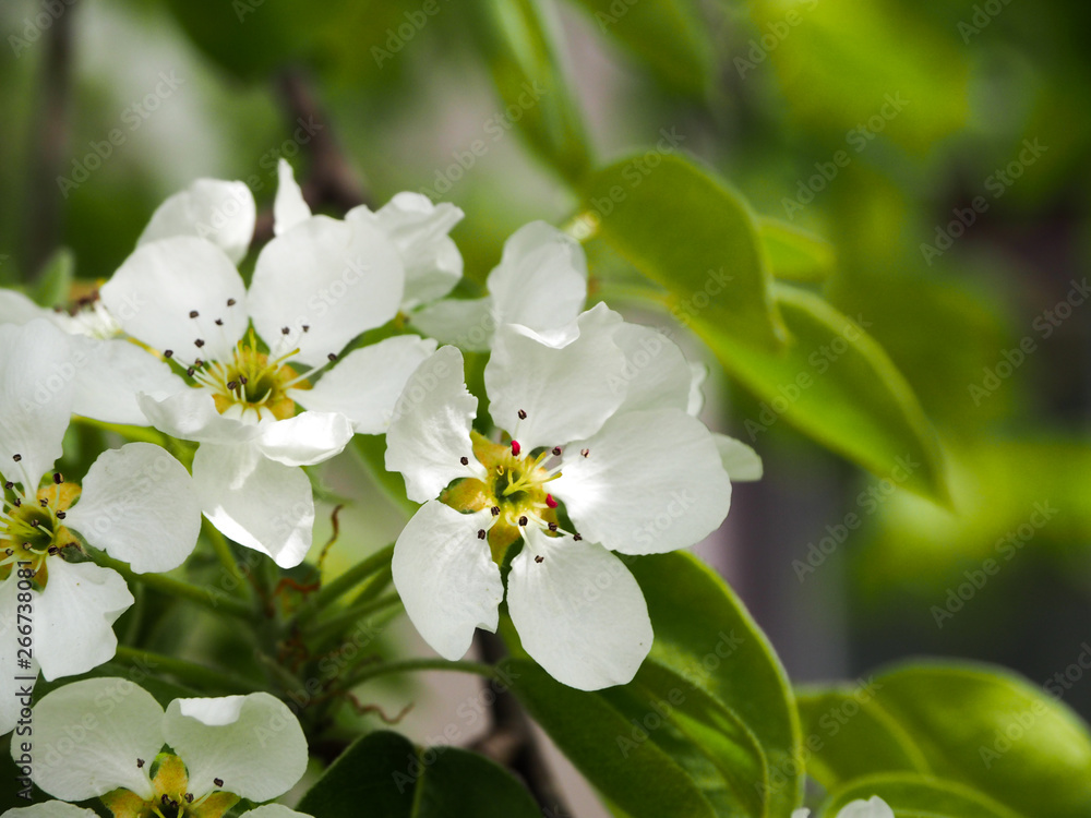 Beautiful pear flowers in the garden Beautiful pear flowers in the garden