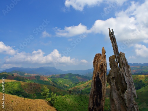 Dry wood at the front with dried corn field, mountain landscape and the bluesky with cloud