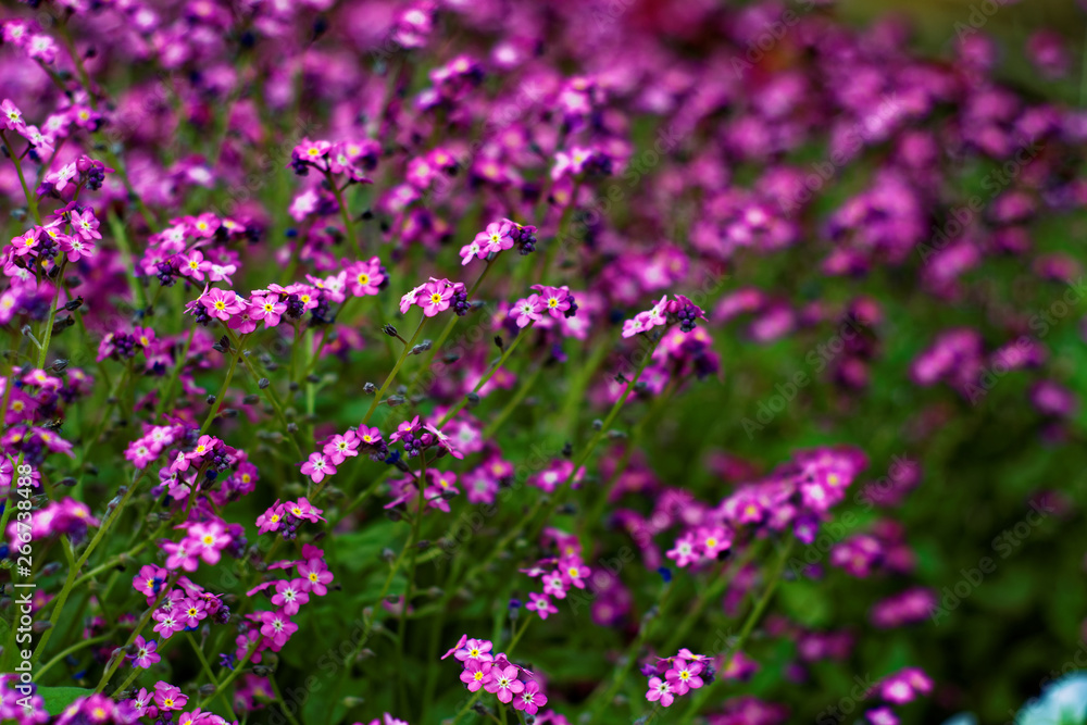 beautiful colors of nature in the spring Park beautiful colors of nature in the spring Park