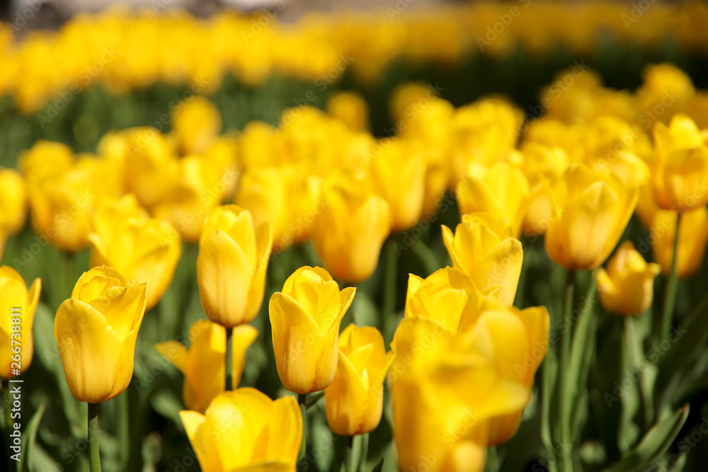Obraz premium Blurred floral background. Background texture of yellow tulips on a flowerbed. Cropped shot, horizontal, nobody, plenty of space for text, close-up, side view. Concept of botanical beauty.