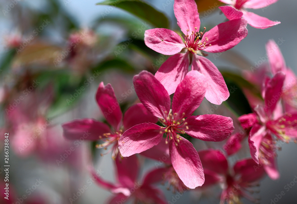 Blurred floral background. Pink flowers of a blossoming tree on bokeh background. Cropped shot, horizontal, nobody, place for text, close-up, side view. Concept of botanical beauty. Blurred floral background. Pink flowers of a blossoming tree on bokeh background. Cropped shot, horizontal, nobody, place for text, close-up, side view. Concept of botanical beauty.
