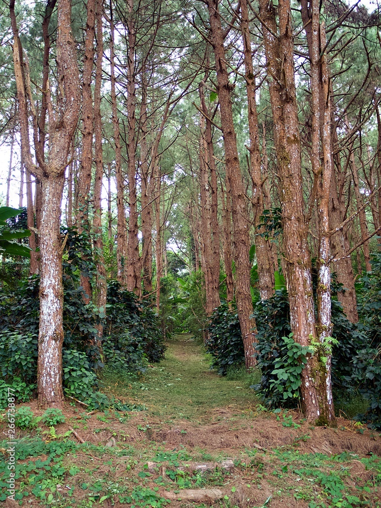Obraz premium The pathway to that lies between the tall tree in the woods