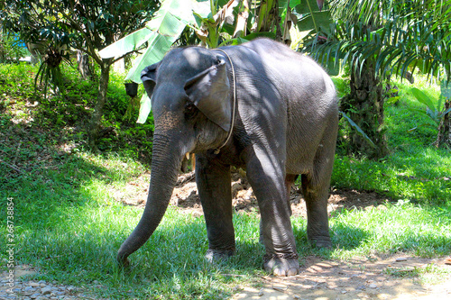 Sticker little elephant Thailand