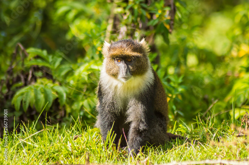 Photography Monkey Sykes Cercopithecus frontalis sitting on the grass
