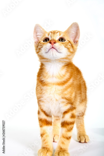 Ginger mackerel tabby kitten isolated on a white background