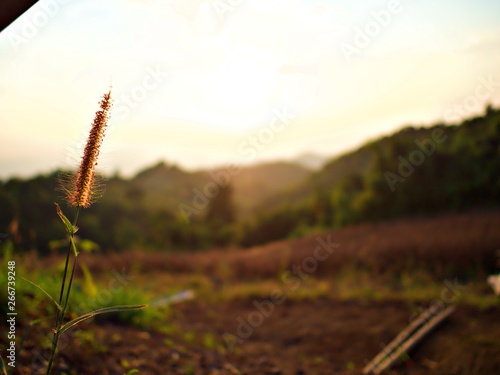 Portrait shot on the grass flower with mountain landscape and soil, Nan, Thailand