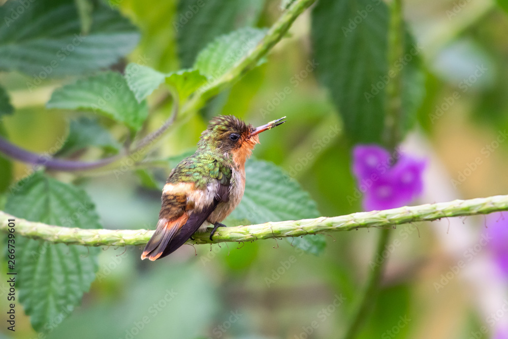 Fototapeta premium A juvenile Tufted Coquette hummingbird perches on a Vervain branch in a garden.