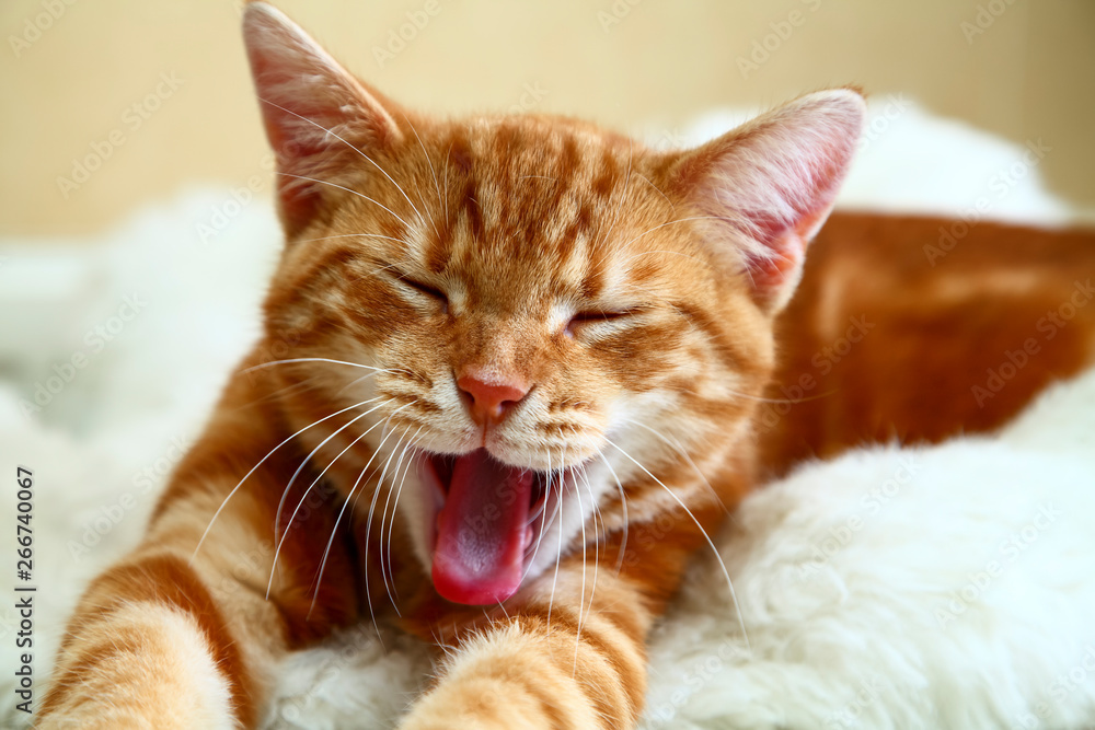 Ginger mackerel tabby kitten yawning on a cat bed