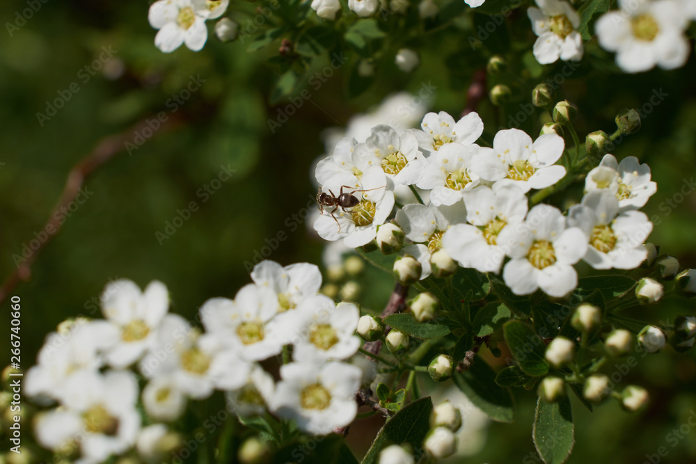 background nature spring cherry blossom and Apple tree postcard background nature spring cherry blossom and Apple tree postcard