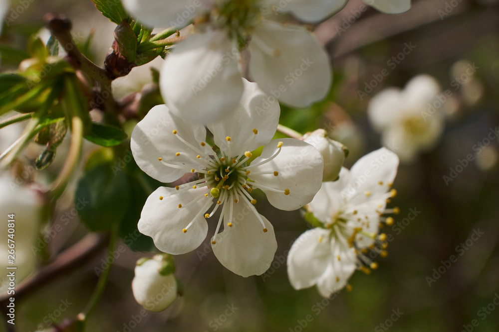 background nature spring cherry blossom and Apple tree postcard background nature spring cherry blossom and Apple tree postcard
