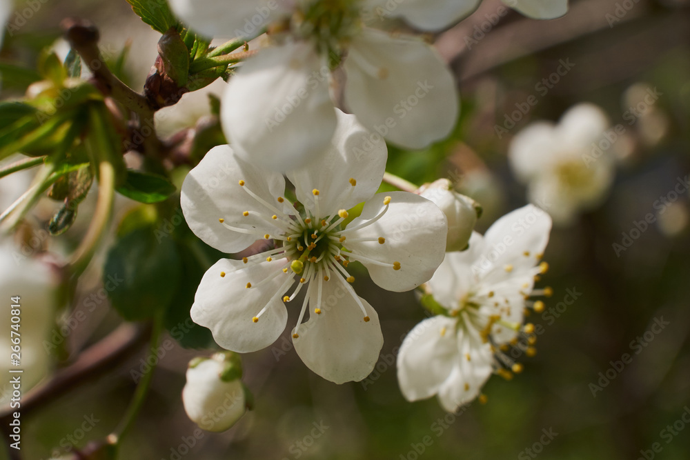 background nature spring cherry blossom and Apple tree postcard