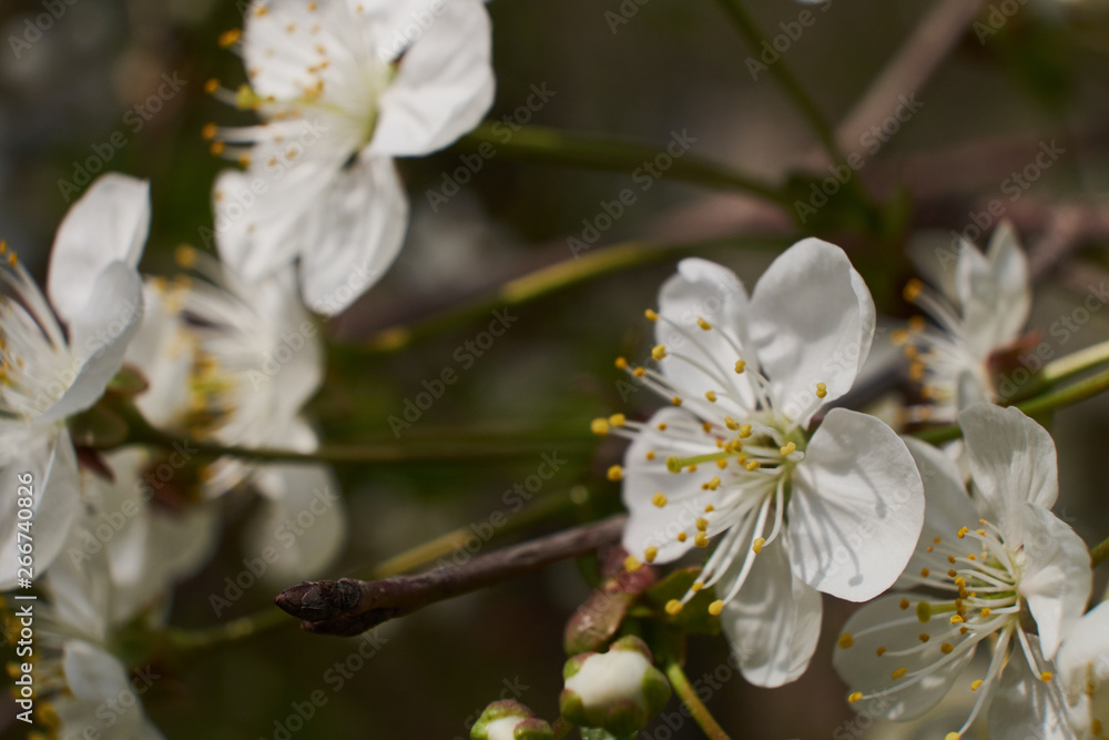 background nature spring cherry blossom and Apple tree postcard