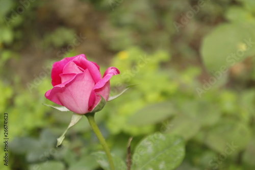 Pink rose in garden