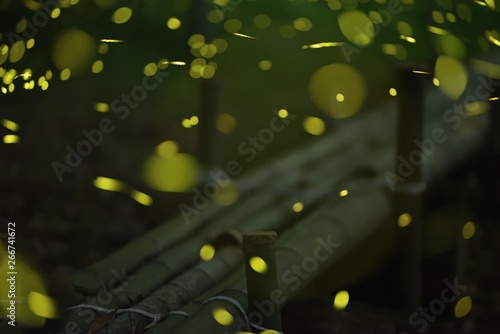 Fireflies are flying near the bamboo bench in the bamboo forest park. Japan