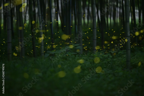 A lot of fireflies are flying in the bamboo forest at midnight.
