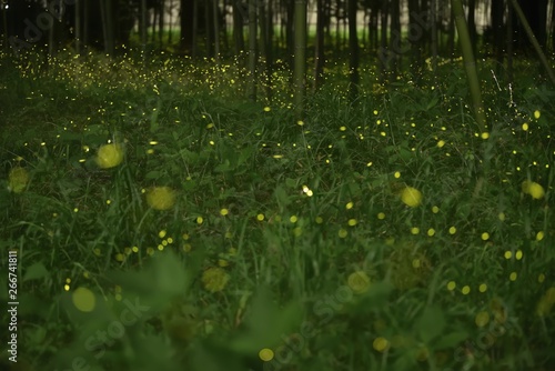 A lot of fireflies are flying in the bamboo forest at midnight.