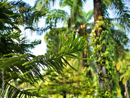 The branch of pine tree with blur palm tree background and the morning sun light