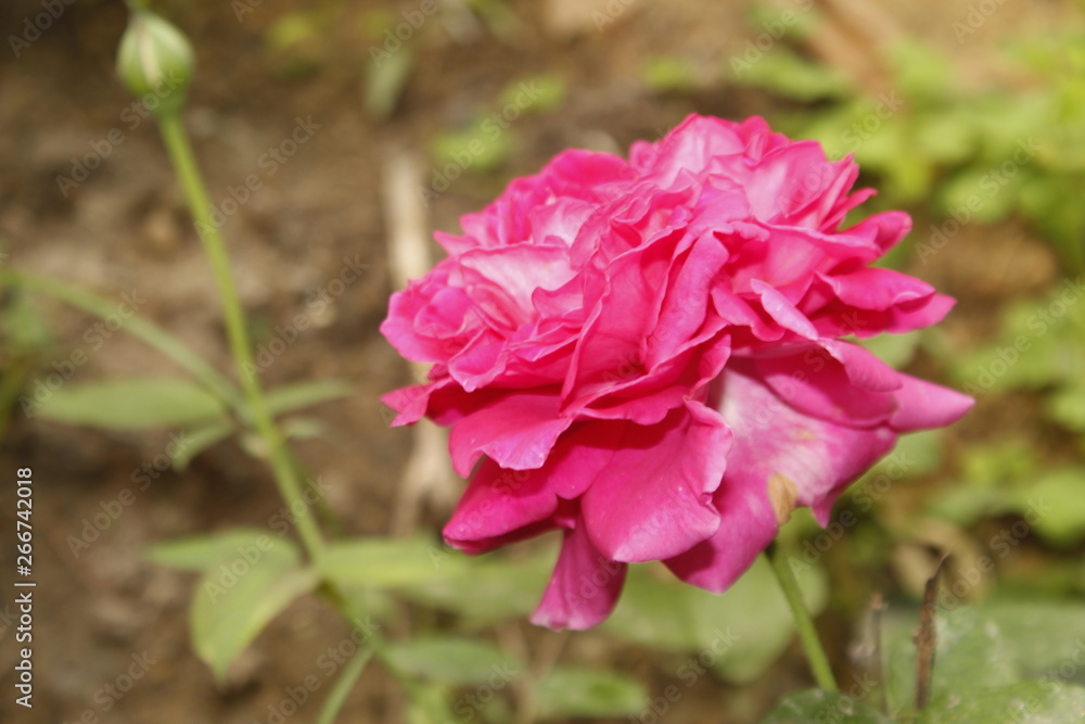 Gradient pink rose flower in garden Gradient pink rose flower in garden