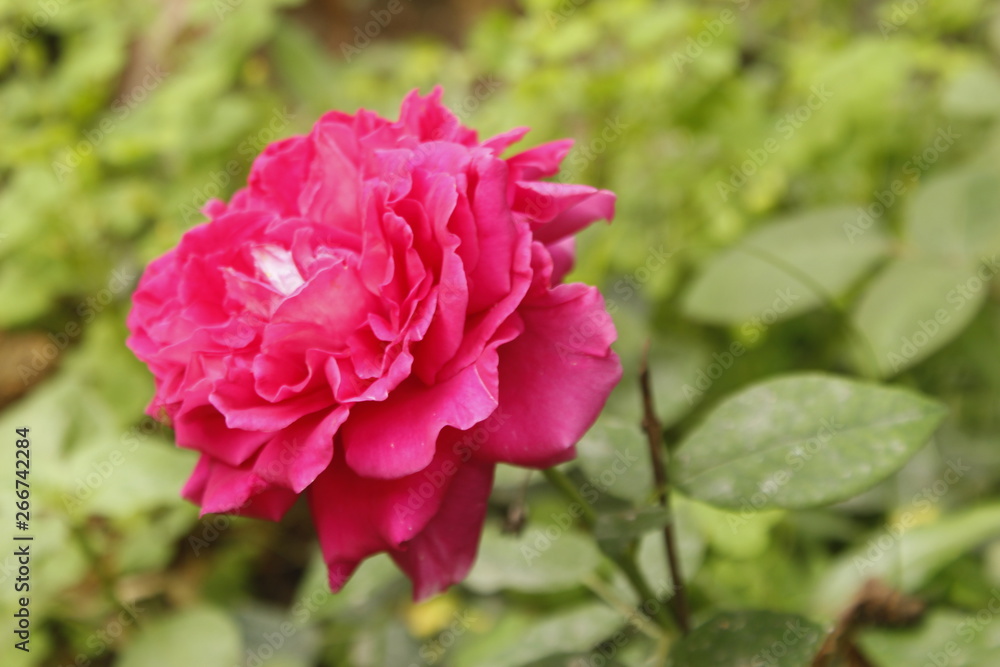 Gradient pink rose flower in garden