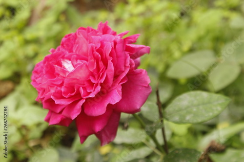 Gradient pink rose flower in garden © #CHANNELM2