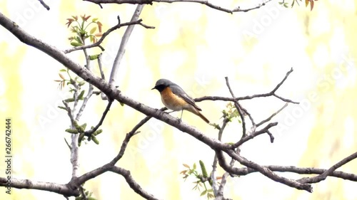 Busy redstart, little bird song in a tree, spring. Redstart sits on a branch in the garden.