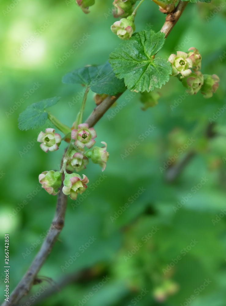 Flowering black currant in the garden in spring. Flowering black currant in the garden in spring.